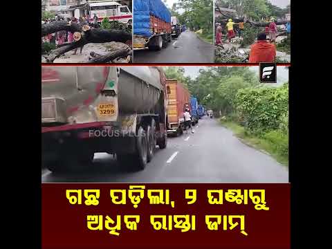 ବାତ୍ୟା ଅର୍ଣ୍ଣବରେ ଭାଙ୍ଗିଲା ଗଛ ରାସ୍ତା ଅବରୋଧ || FOCUSPLUS
