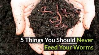 5 things you should never feed to your worm farm