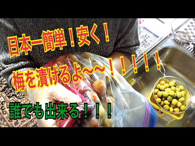 日本一簡単 安い 干さない 梅漬けの作り方 Youtube 日本一簡単 安い 干さない 梅漬けの作り方 Youtube