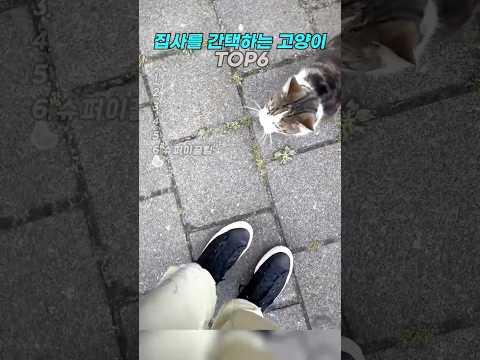 집사를 간택하는 고양이 TOP6  #cat #고양이 thumbnail