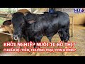 Khởi nghiệp nuôi 10 bò thịt cần: CHUẨN BỊ BAO NHIÊU TIỀN? TRỒNG BAO NHIÊU CỎ? CHUỒNG TRẠI THẾ NÀO?