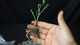 Grow citrus tree from cuttings
