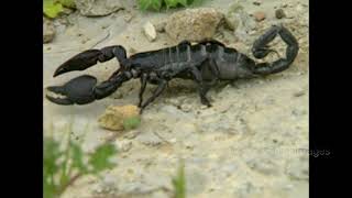 Emperor Scorpion crawling around on the ground.