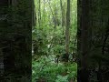 Beverly swamp