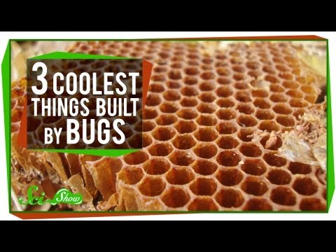 The 3 Coolest Things Built By Bugs