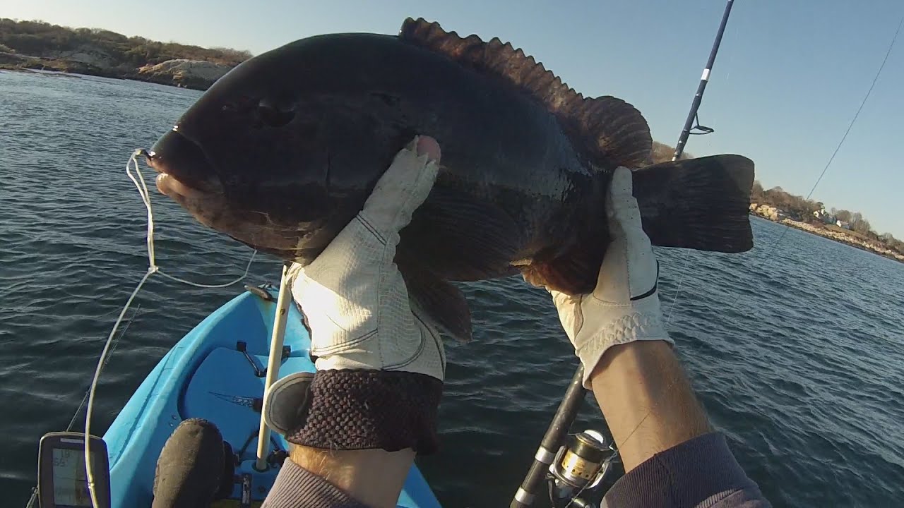 Tautog Kayak Fishing Rhode Island YouTube