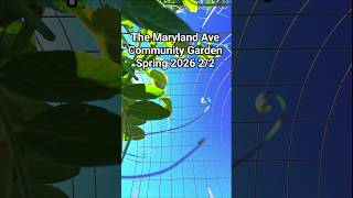 The Maryland Ave Community Garden - Spring 2026 - 2/2