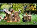Squirrel and bird watching 10 hours nature fun for cats  dogs  humans alike  4kr asmr