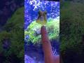 I’LL NEVER GET OVER YOU #animalshorts #pets #fish #cowfish #rip