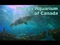 Ripley's Aquarium of Canada (Full Tour)