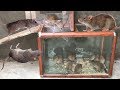 Good idea Mouse Trap 🐭 5 Mice in Trapped 🐀 Best mouse/ Rat Trap 🐀 Pop Rats