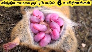 குட்டி போடும் விலங்குகள் || Six Animals Giving Birth Part 4 || Tamil Galatta News