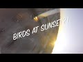 BIRDS At Sunset | FPV Vlog Freestyle