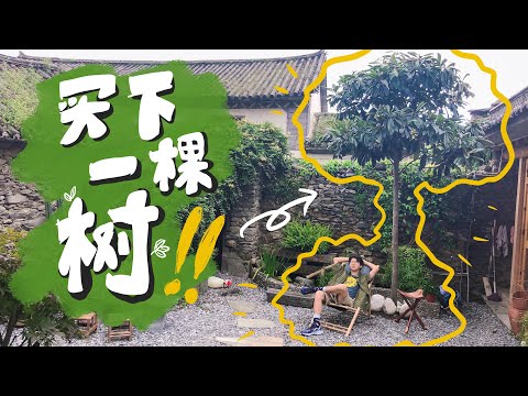 【大理旅居Vlog】大理生活：买下自己第一棵树！