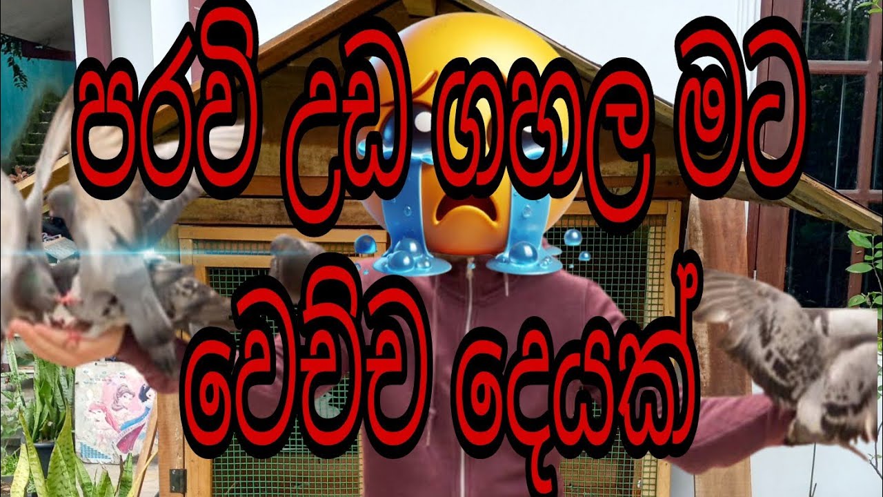 මේ ටිකේ මට හරි අපල මචාන් 🥺🕊️