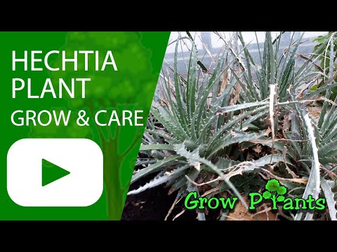 Vídeo: Crescimento de plantas de Hechtia - Informações sobre cuidados com bromélias de Hechtia