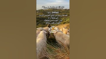 ليس المهم وظيفتك ..تدبر القران الكريم #تدبر #تلاوة #قرآن #القرآن_الكريم #تدبر_آية