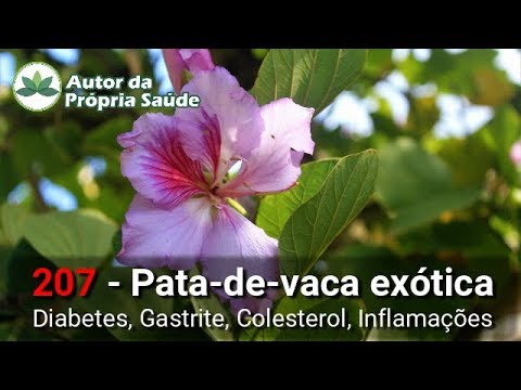 Autor Da Propria Saude Pata De Vaca Exotica Diabetes Gastrite