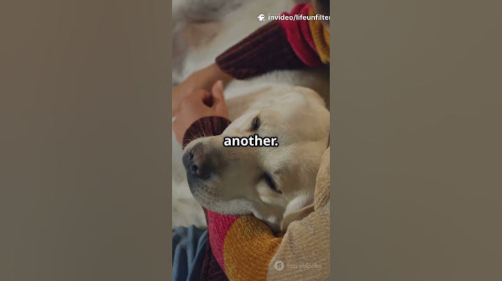 How Rescuing a Stray Changed My Life  #RescueAnimals #Healing #Hope #AdoptDontShop #AnimalRescue