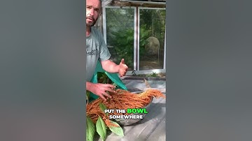 Amaranth Harvesting:  Gentle Seed Separation & Natural Pest Control #amaranth #survival #farming