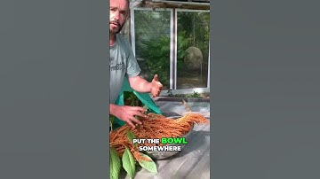 Amaranth Harvesting:  Gentle Seed Separation & Natural Pest Control #amaranth #survival #farming