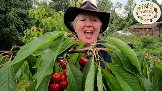 Raintree Nursery's Cherry Growing Guide!