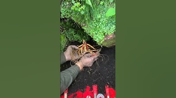 nhân sâm ngàn năm là có thật | thousand years ginseng #shorts