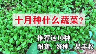 家庭种菜十月种什么蔬菜好这10种蔬菜不要错过了|What vegetables to grow in October