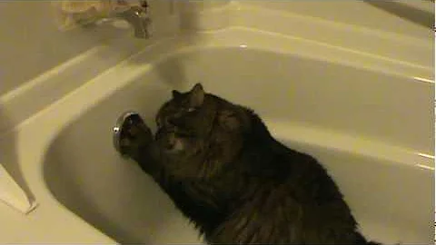 Video 11412741: maine coon water, cat drinking water