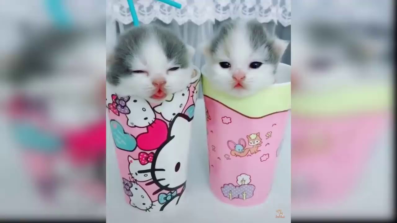 En şirin ve eğlenceli kediler kedi videoları YouTube