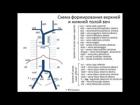 Анимированная схема венозного русла организма
