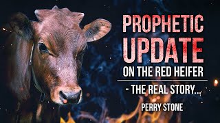 An Update On The Red Heifer  The Real Story | Perry Stone