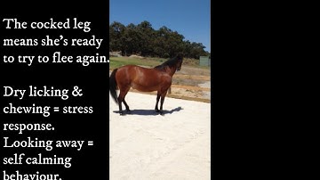 When are horses truly playing?