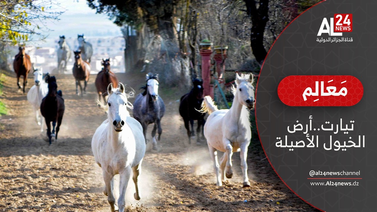 معالم | تيارت… أرض الخيول الأصيلة وعاصمة الفروسية في الجزائر