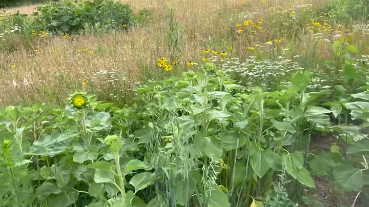 What can manure do?