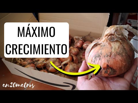 Video: Secretos De Una Gran Cosecha De Cebollas