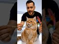 Cat Ignoring You? Try This #shorts #catsoftiktok