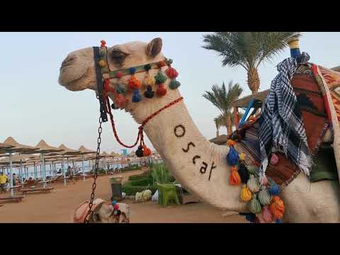 Video: Ťava dvojhrbá – loď púšte