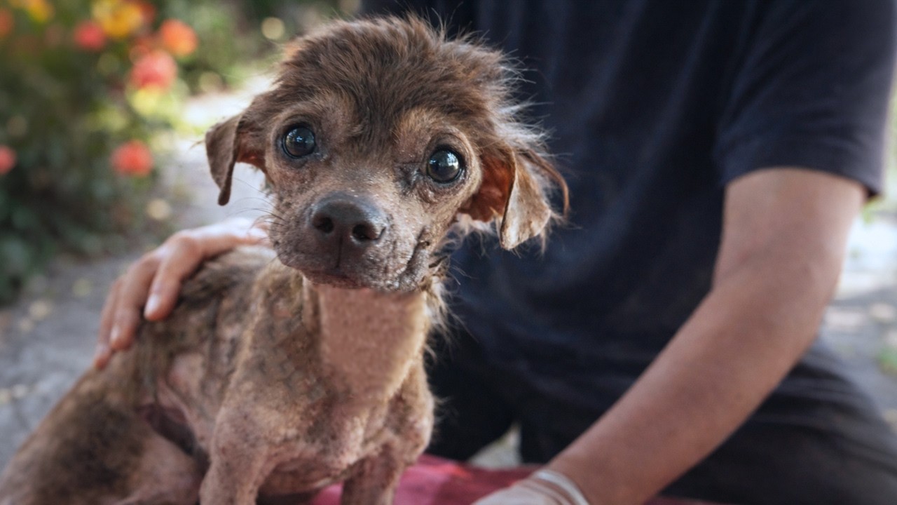 After Years in a Cramped Cage, He Limped Toward Us… And We Didn’t Expect This