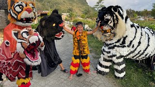 VICHO COMBATS BARONGAN TIGER RAUNG VS BARONGAN CAN TIGER | Hae jajaja hae jajaja
