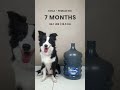 Female Border Collie Growth From 5 To 8 Months Female Border Collie Growth From 5 To 8 Months