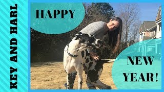 5K with my Great Dane, Half Marathon, and plans for 2019! by Katelyn Key 440 views 5 years ago 5 minutes, 41 seconds