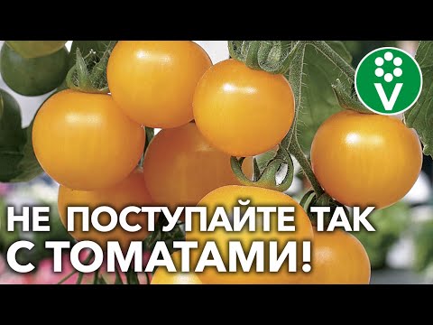 НЕ ПОТЕРЯЙТЕ ПОЛОВИНУ УРОЖАЯ ТОМАТОВ ИЗ-ЗА ЭТИХ ОШИБОК!