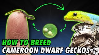 How To Breed Dwarf Geckos!! (Lygodactylus conraui)