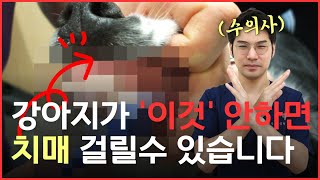 강아지가 치매에 걸리는 의외의 이유