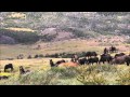 Tracking Wild Horses in Patagonia