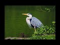 50 fascinating fast facts about heron