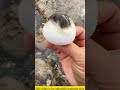 "ये है कांटे दार मछली। | puffer fish spikes 😱😱#pufferfish #fish #fishinglife
