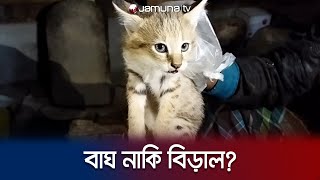 গোয়াল ঘর থেকে মিললো বিড়ালের মতো দেখতে ৬টি বাঘের শাবক | Tiger Baby | Jamuna TV