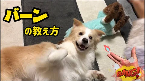 犬にバンを教えさせる方法